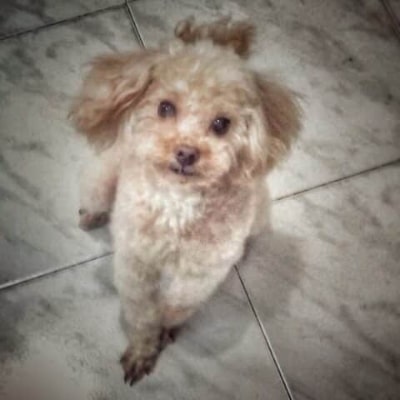 Coco 400